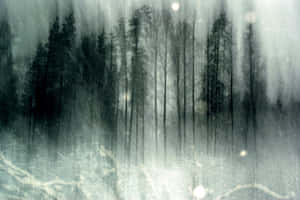 Explore The Dark Depths Of Haunted Forests Wallpaper