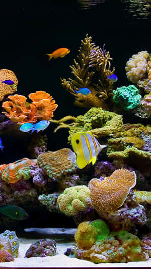 Explore The Depths Of An Aquarium On Your Iphone Wallpaper