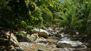 Explore The Lush Greenery Of The Scenic Jungle Wallpaper