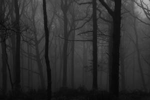 Explore The Ominous And Mysterious Beauty Of A Dark Forest Wallpaper