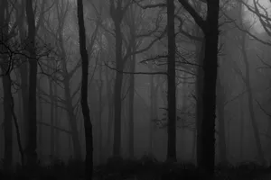 Explore The Ominous And Mysterious Beauty Of A Dark Forest Wallpaper