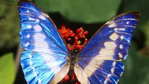 Explore The Wonders Of Butterfly Watching Wallpaper