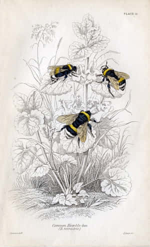 Explore The Wonders Of Nature With Vintage Bee Wallpaper