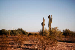 Explore The Wonders Of Phoenix, Arizona Wallpaper