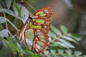 Explore The World Of Butterflies At The Butterfly Zoo Wallpaper