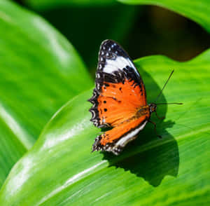 Explore The World Of Colourful Butterflies At Butterfly Zoo Wallpaper