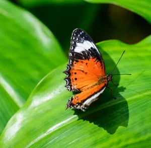 Explore The World Of Colourful Butterflies At Butterfly Zoo Wallpaper