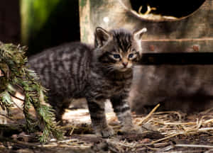 Exploring Kitten Outdoors Wallpaper