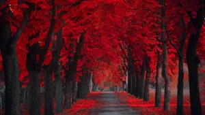 Exploring The Red Forest Wallpaper