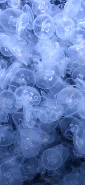 Exploring The Wonders Of The Underwater World With My Iphone Wallpaper