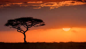 Exploring The World With Google Wallpaper