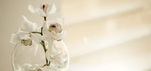Exquisite Birthday Orchids Wallpaper