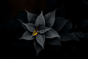 Exquisite Bloom - Delicate Beauty Of Nature Wallpaper