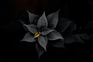 Exquisite Bloom - Delicate Beauty Of Nature Wallpaper