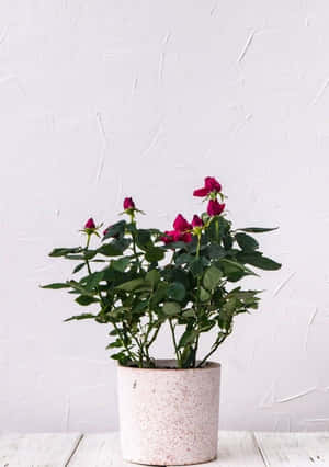 Exquisite Collection Of Colorful Miniature Roses Wallpaper