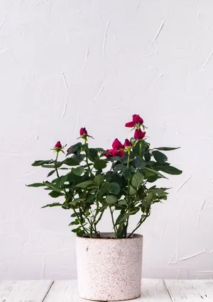 Exquisite Collection Of Colorful Miniature Roses Wallpaper