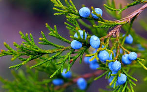 Exquisite Display Of Fresh Berries Wallpaper