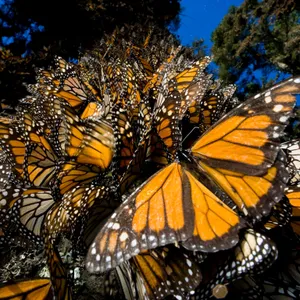 Exquisite Migration Of Monarch Butterflies Wallpaper