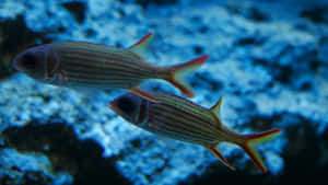 Exquisite Squirrelfish Underwater View Wallpaper