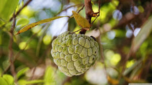 Exquisite Sugar Apple Fruit Aesthetics Wallpaper