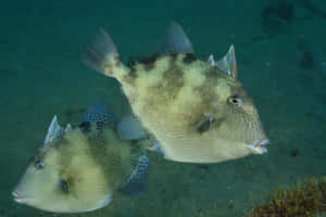 Exquisite Triggerfish Swimming In Crystal Clear Waters Wallpaper