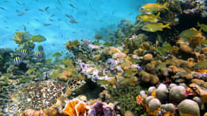 Exquisite Underwater Landscape - 4k Coral Reef Wallpaper