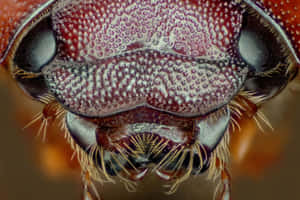 Extreme Closeup June Bug Head Wallpaper