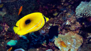 Eye-catching Butterflyfish Swimming In Vibrant Waters Wallpaper
