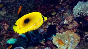 Eye-catching Butterflyfish Swimming In Vibrant Waters Wallpaper