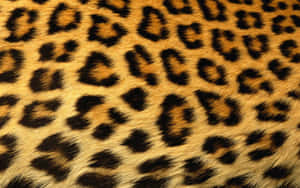 Eye-catching Leopard Pattern Wallpaper Wallpaper