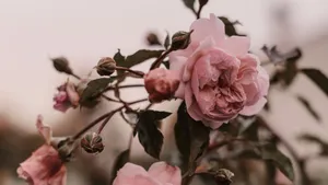 Faint Pink Rose Laptop Wallpaper