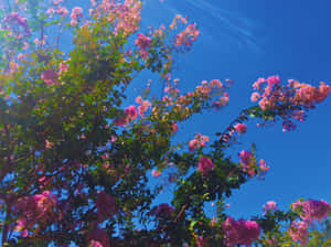 Fairycore Blooming Crepe Myrtle Sky Wallpaper