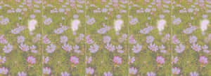 Fairycore Enchanted Meadow.jpg Wallpaper