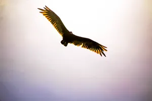 Falcon Soaring Behind Light Wallpaper