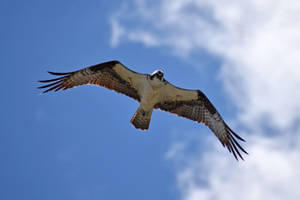 Falcon Spread Wings Blue Sky Wallpaper