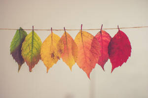 Fall Aesthetic Hanging Leaves Wallpaper