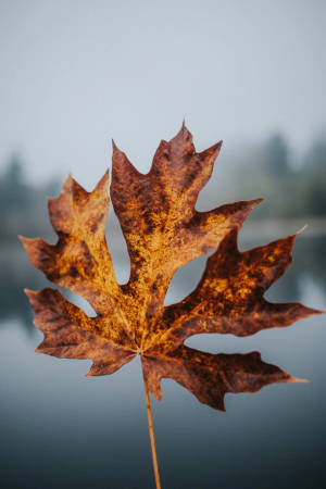 Fall Aesthetic Iphone Single Maple Leaf Wallpaper