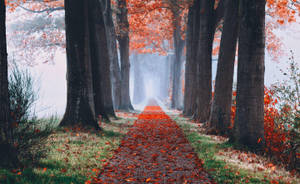 Fall Aesthetic Path Walk Wallpaper