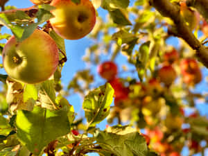 Fall Apples On Rustic Wooden Table Wallpaper