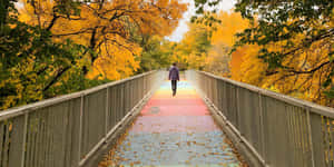 Fall Bridge In A Serene Nature Setting Wallpaper