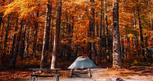 Fall Camping In The Colorful Forest Wallpaper
