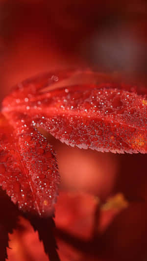 Fall Dew On A Radiant Morning Wallpaper