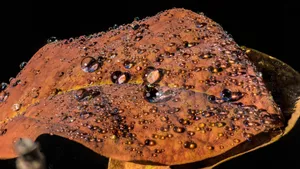 Fall Dew On A Serene Autumn Morning Wallpaper