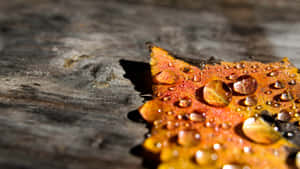 Fall Dew On Colorful Leaves Wallpaper