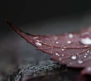 Fall Dew On Leaf Wallpaper