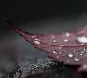 Fall Dew On Leaf Wallpaper