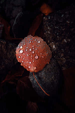 Fall Dew On Nature's Canvas Wallpaper