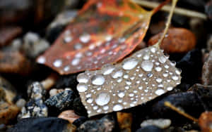 Fall Dew On Vibrant Leaves Wallpaper