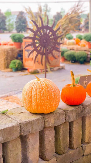 Fall Farm Cute Pumpkins Wallpaper