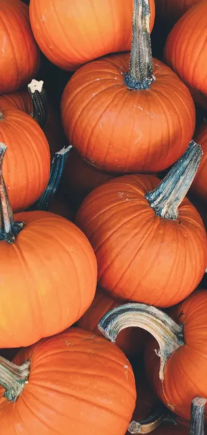 Fall Festival Fun Wallpaper